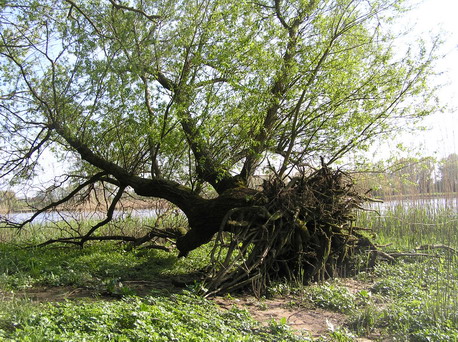 Ein Baum im Naturschutzgebiet Heuckenlock